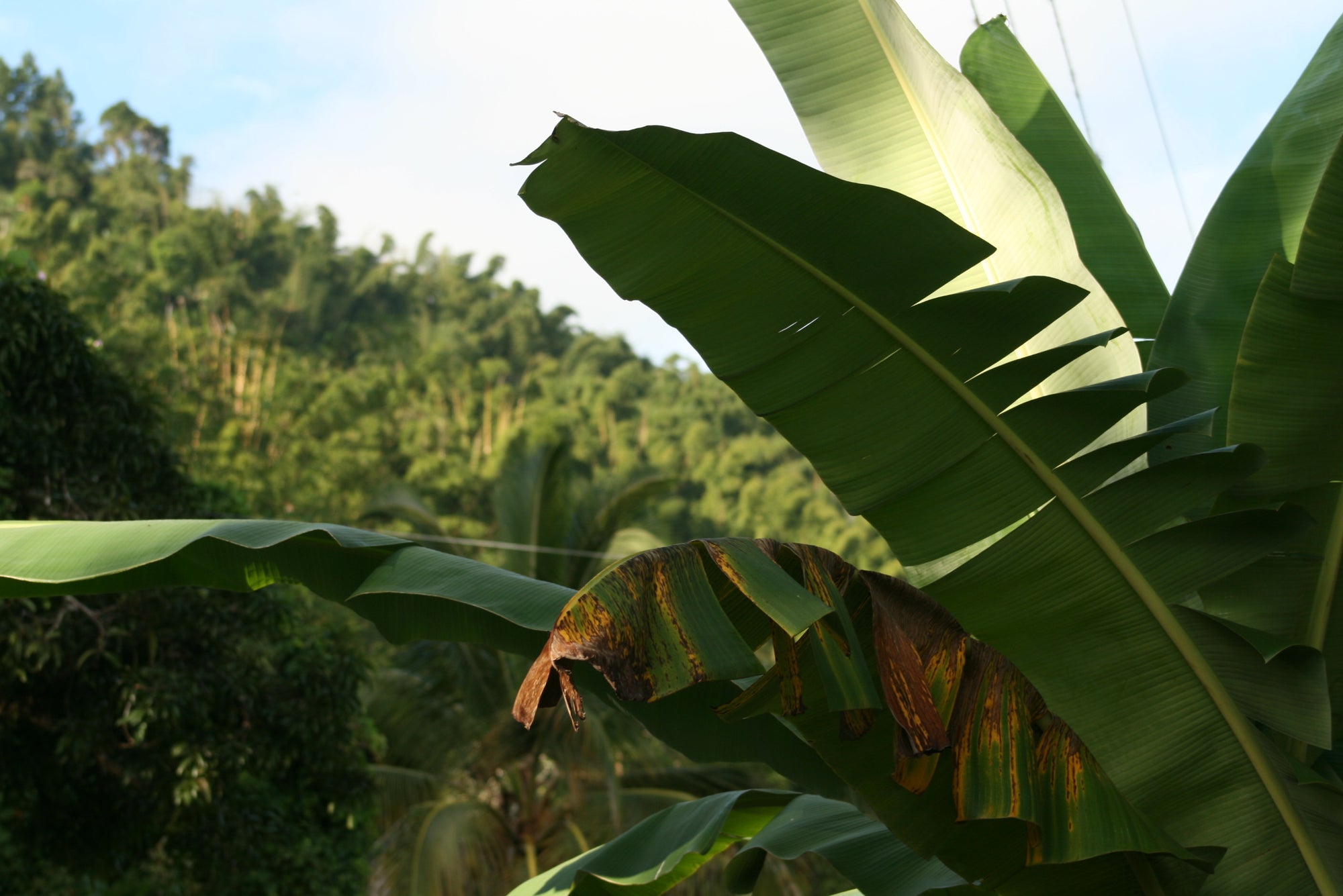Lush green banana leaves overlooking the hilly countryside of Clarendon, Jamaica, representing the island heritage of Wakefield District. Shot by Althea Michelle.